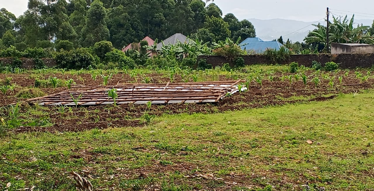 Church Roof Blown Into Maize Plantation After Strong Wind