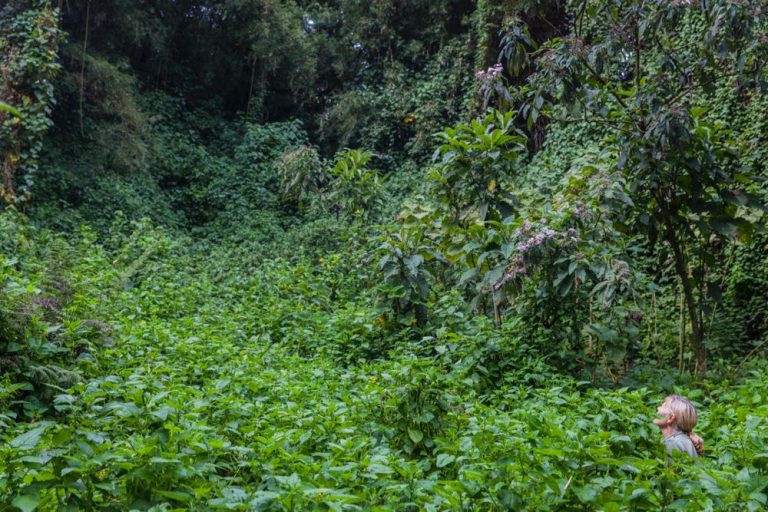 Lady Sandra in the Left Foreground, Spotted Deep in the Mgahiga Ranges (Courtesy Photo)